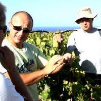wine tasting Gozo vinyard